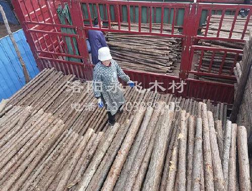 绿化用支撑杆批发