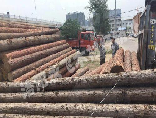 落叶松木材价格