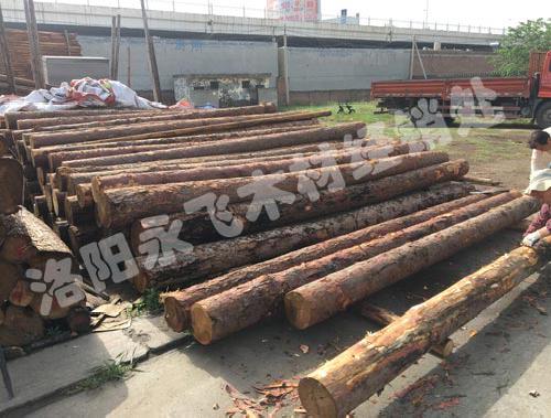 河南落叶松木材