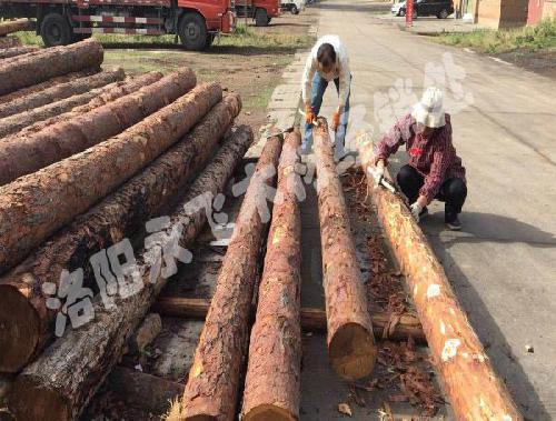 落叶松木材适合做什么