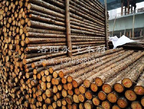 绿化树木支撑杆批发价格