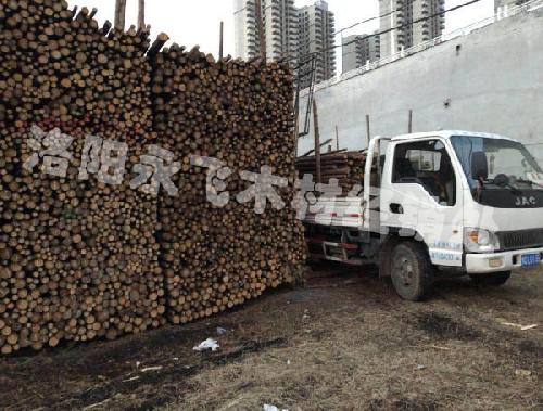 园林绿化杉木支撑杆