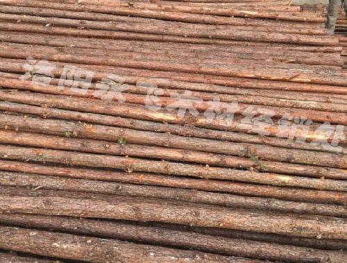 绿化支撑杆厂家批发