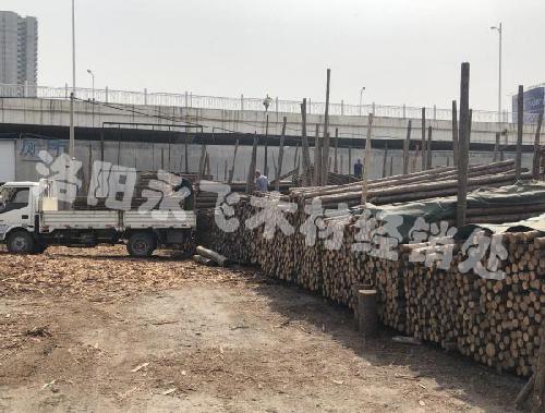 园林绿化大树木支撑杆