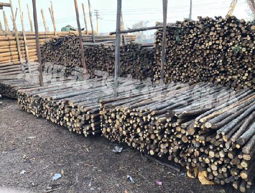 园林绿化树木支撑杆