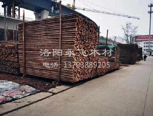 附近绿化苗木支撑杆批发