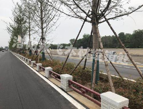 绿化地杉木支撑杆