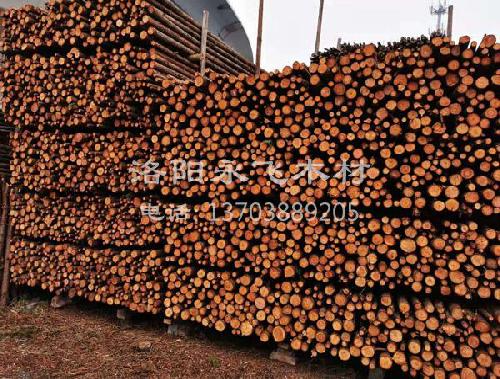 绿化支撑杆图片