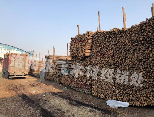 绿化支撑杆多少钱一根