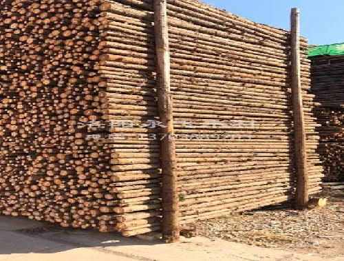 杉木绿化支撑杆