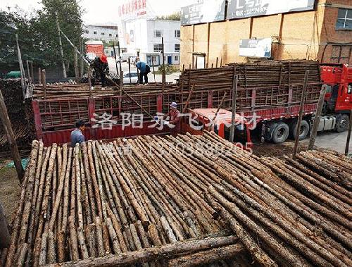 河南杉木杆批发