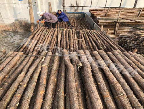 杉木杆批发价格