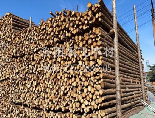 杉木杆厂家