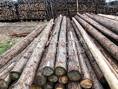 杉木杆绿化用木支撑批发