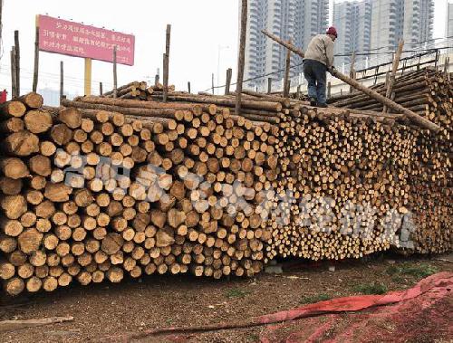 杉木杆批发厂家价格