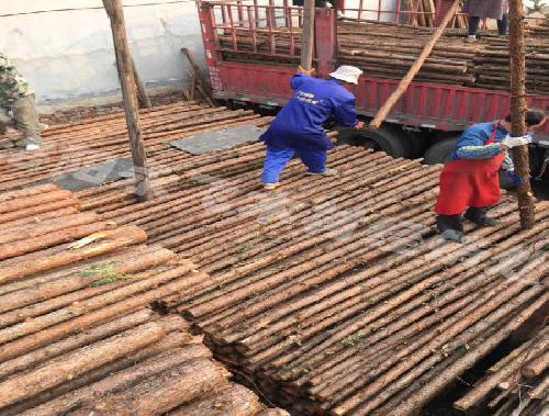 杉木杆批发价格