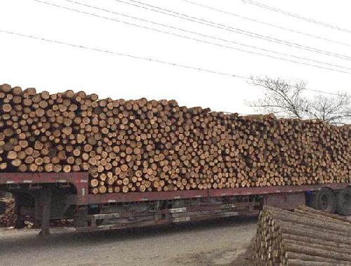 打桩用什么木材