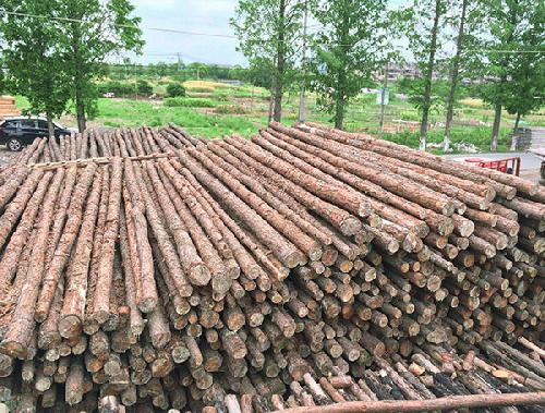 打桩木多少钱一根