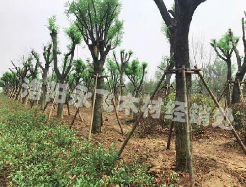 绿化支撑杆使用现场