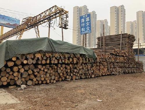 打桩木施工现场