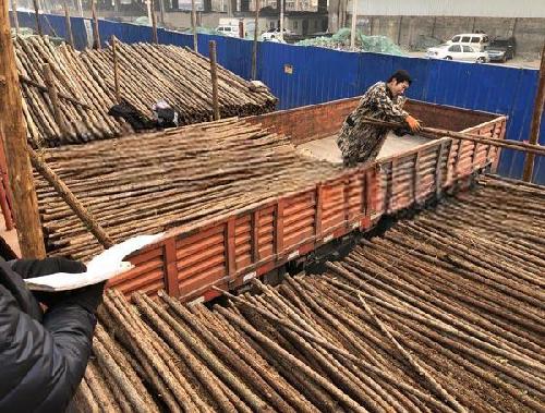 杉木杆装运