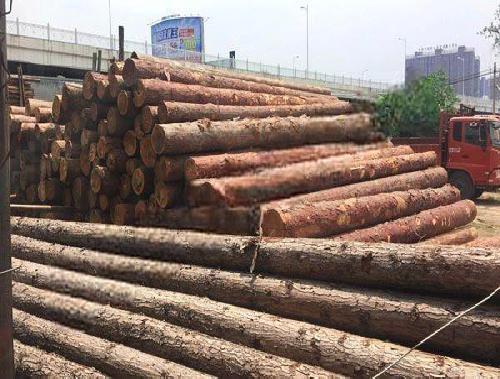 落叶松木材批发