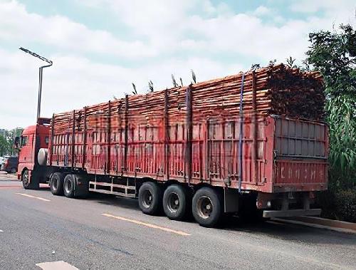 杉木杆是什么树